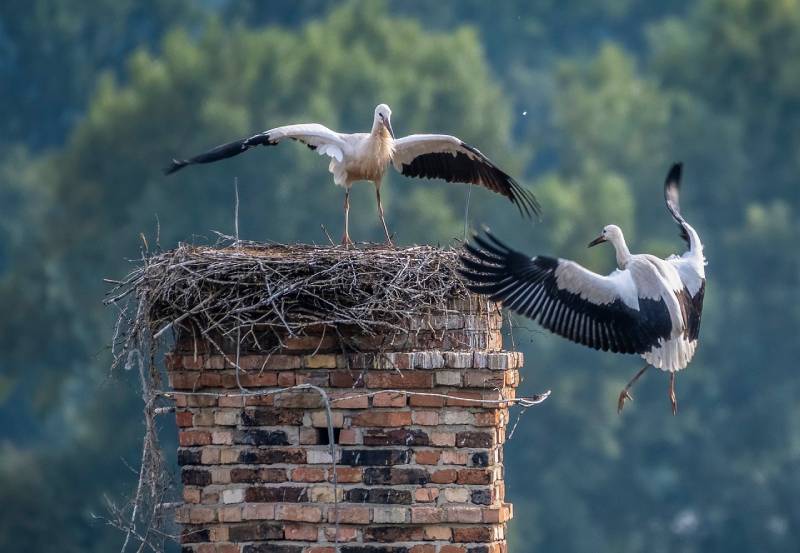 Professional Chimney Animal Removal Services in Milford, Massachusetts